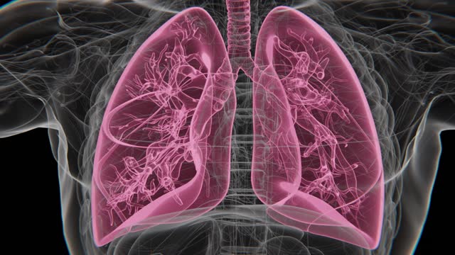 Respiratory System X-ray Video | Human Lung Animation Concept Video | Lungs Cancer | X-ray Lungs Breathing video in HD