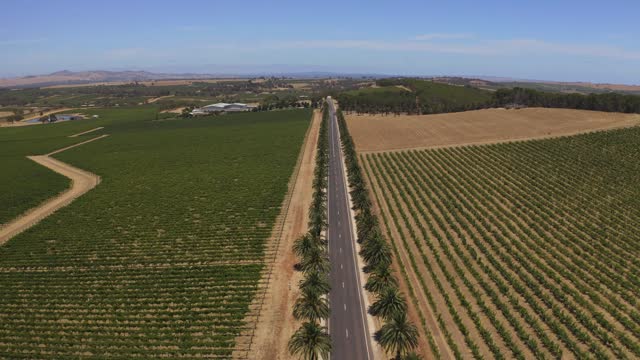 Aerial drone view of Seppeltsfiled Road, South Australia.
Seppeltsfield Road is one of Australia’s most visually spectacular driving avenues with over 200 palms in line!