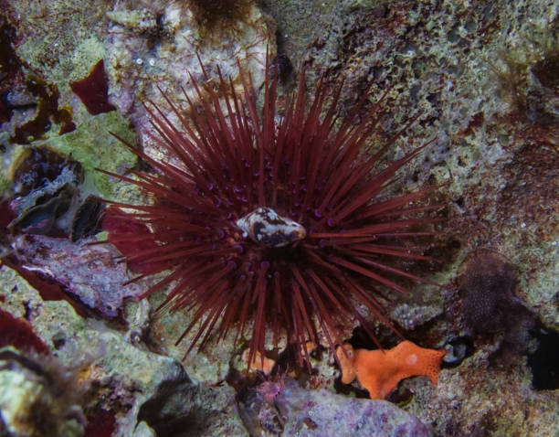 istock Purple sea urchin from Cyprus 2148218063