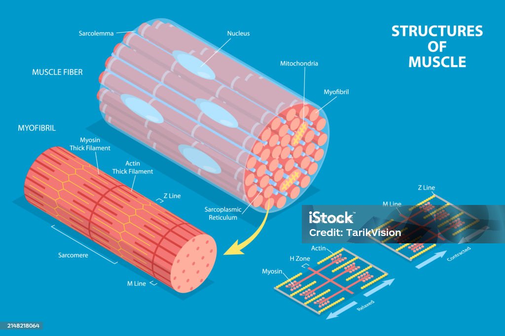 Isometric Muscle Function 3d Isometric Flat Vector Conceptual Illustration Of Structures Of ...