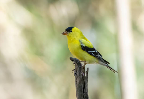 istock Male American goldfinch on stick 2148218128