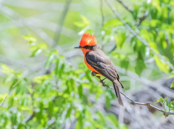 istock Male vermillion flycatcher 2148218203