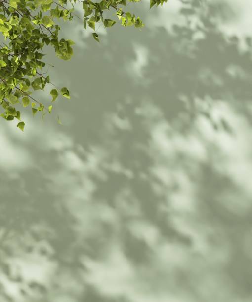 istock Blank green wall, sunlight cast dappled light and leaf foliage shadow 2148218462