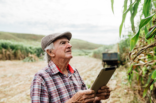 Senior farmer using tablet to analyze sorghum