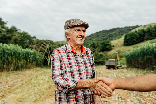 Senior farmer shaking hands at sorghum harvest