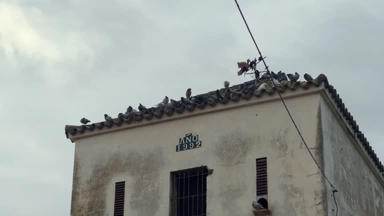 Traveling past aged structures along Spain's coast, adorned with pigeon flocks atop, evoking vintage architectural charm.