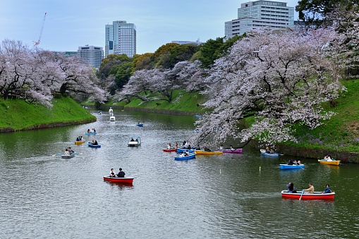 April 5, 2024-Tokyo Japan:
Many people are enjoying hanami (cherry blossom viewing) from boats at Chidorigafuchi Park in Tokyo. Chidorigafuchi, located in central Tokyo, is one of the most popular places for somei-yoshino cherry blossoms in Tokyo and many people turn out to enjoy cherry blossom during the season.
