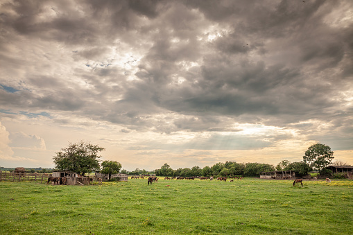 Picture of horses grazing and eating grass at sunset in Zasavica, Serbia. The horse is a domesticated, one-toed, hoofed mammal. It belongs to the taxonomic family Equidae and is one of two extant subspecies of Equus ferus. The horse has evolved over the past 45 to 55 million years from a small multi-toed creature, close to Eohippus, into the large, single-toed animal of today.