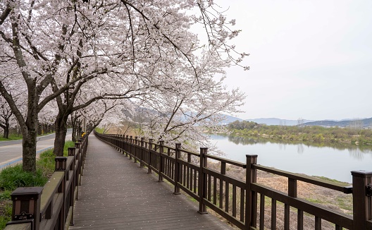 White Cherry Blossom Road (April 2, 2024, Hadong Seomjin River Cherry Blossom Road, Hadong-gun, Gyeongsangnam-do, Korea)