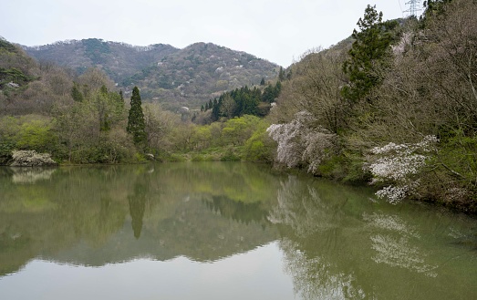 Cherry blossoms reflected in the lake (April 2, 2024, Seryangji, Hwasun-gun, Hwasun-gun, Jeollanam-do, Korea)