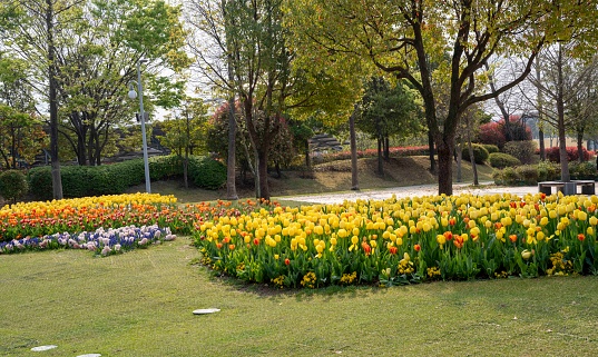 Flower field at Suncheon Bay National Garden (April 9, 2024, Suncheon Bay National Garden, Suncheon-si, Jeollanam-do, Korea)