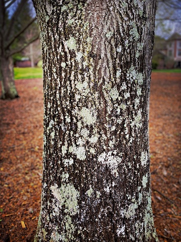 Moss  on a Tree