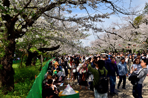 April 7, 2024-Tokyo, Japan:\nPeople are enjoying cherry blossom in full bloom, walking under cherry tree branches hanging over the wide footpath at Ueno Park, Tokyo.\nUeno Park is one of the most popular places for cherry blossom viewing in Japan, with about 2 million people visiting the park during the cherry blossom season.