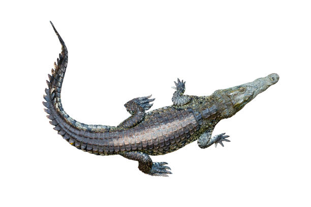istock top view crocodile isolated on white background 2148222107