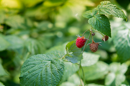 Close up of branch ripe red raspberries in garden on blurred green background. Locally grown organic fresh berries. Home gardening cottegecore life