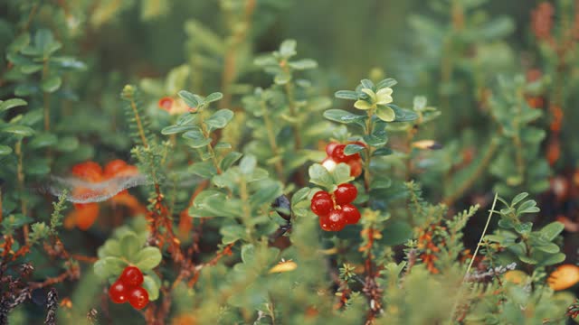 Delicate cobwebs strewn with dewdrops hang between the cranberry shrubs. Green plants are adorned with ripe red berries. Parallax video, bokeh background.