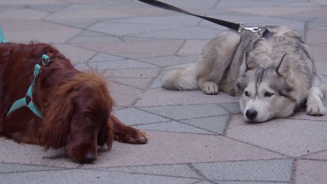 Adorable dogs, Irish Setter and Husky relax on leash on city street