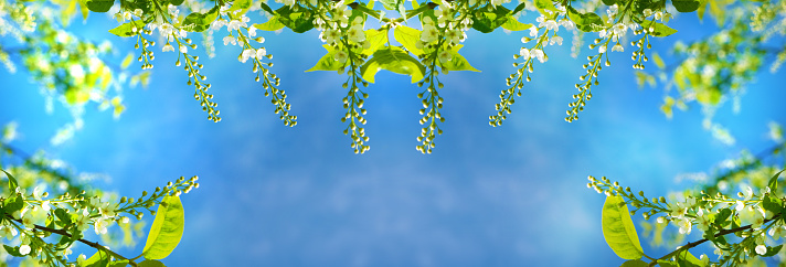 Banner with fresh white flowers  blossoms, blue sky.  Spring sunny day. Springtime atmospheric mood. Copy space