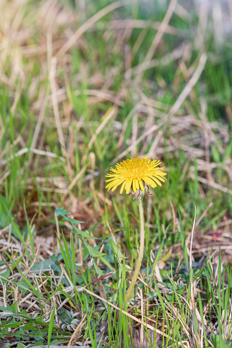 A dandelion found on the side of the road. Warm sunshine - Taraxacum officinale