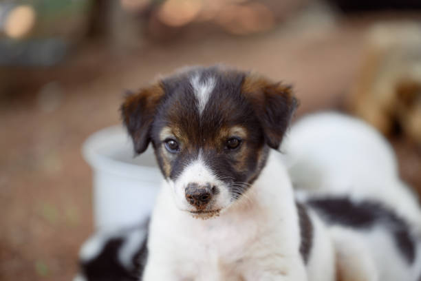 cute puppy