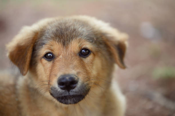 istock Brown puppy looking at camera, Cute pet, Thai dog 2148223670