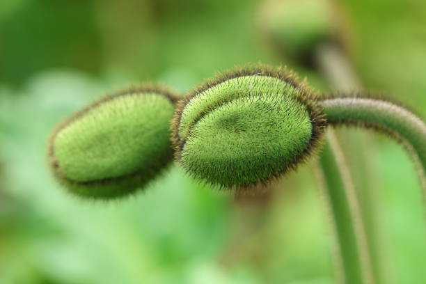 Poppy flower buds