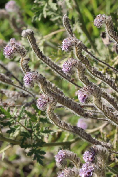 istock Phacelia Hubbyi Bloom - Santa Monica Mtns - 021224 2148224160