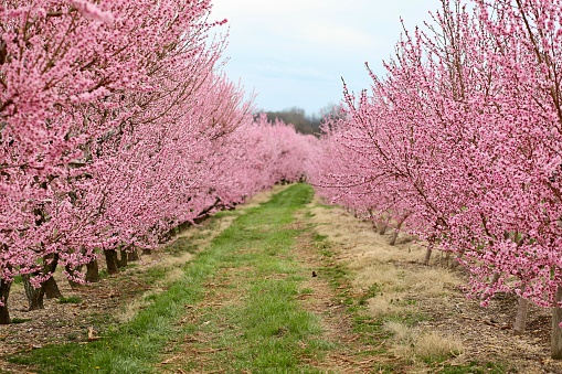 Peach orchard spring blossoms