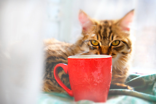Funny pretty cute kitten with steaming tea or coffee.  Red cup. tabby cat. Funny pets.