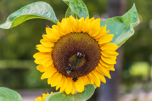 Close-up image of a bumblebee on a sunflower, flower pollen on a bee, no people, macro photography. Black and yellow striped bee, honey bee, pollinating sunflowers close up low level view of single sunflower head with yellow petals and black seeds