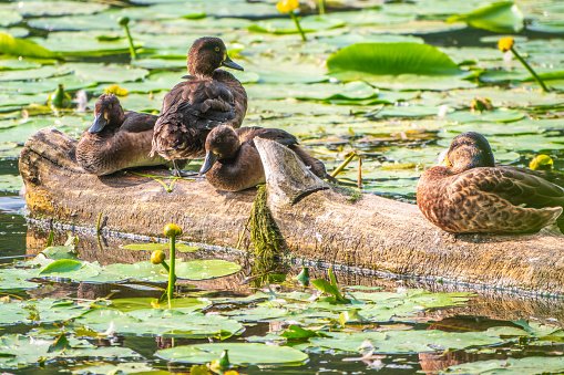 A group of tufted ducks and mallard duck in the wild. Tufted Duck, Pochard, Aythya fuligula in the pond.