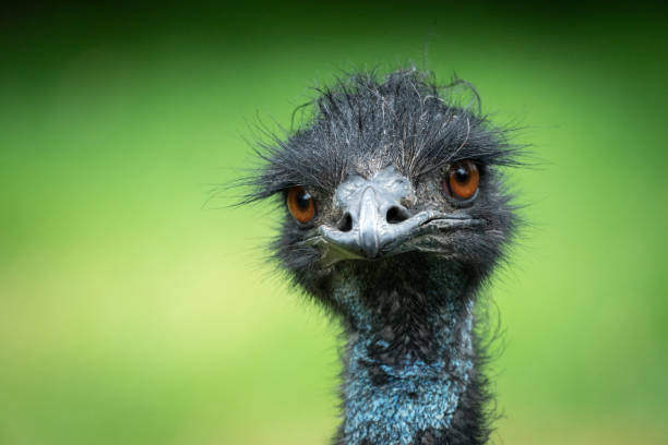 istock Portrait of an Emu 2148224830