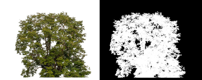 canopy tree on white background with clipping path and alpha channel on black background.