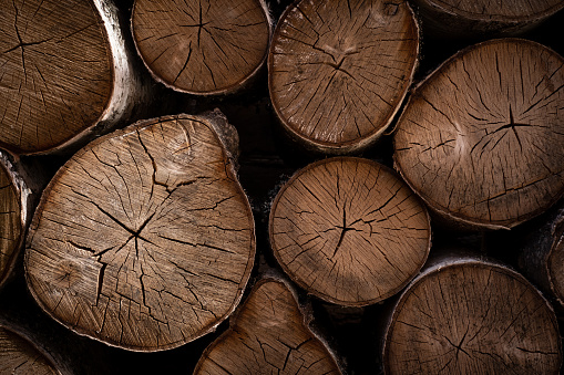 Natural round sawn wood birch logs, lumber texture
