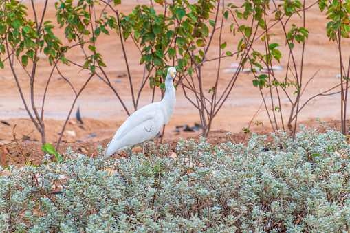 Western cattle egret (Bubulcus ibis) in winter plumage hunting for insects on the lawn.