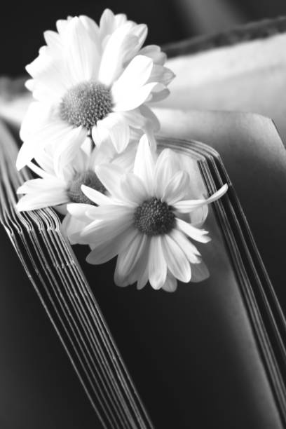 Daisy flowers  on open book. Black and white. Vintage memories. Mourning