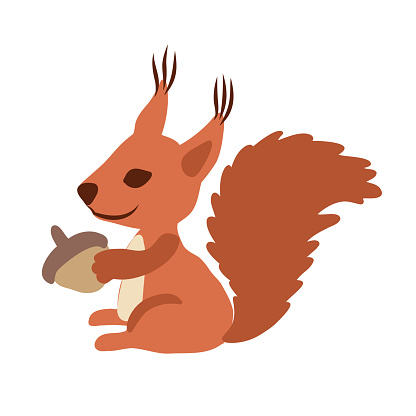 Cute vector squirrel with acorn sitting isolated on white background, kid wild forest animal flat cartoon illustration, decorative design education for children, preschool, zoo alphabet, greeting card