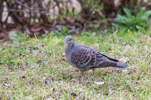 rufous turtle dove walking on the grass. Oriental turtle dove, streptopelia orientalis