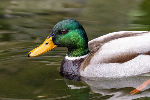 Portrait of male Mallard duck, resting in my pond. High quality photo