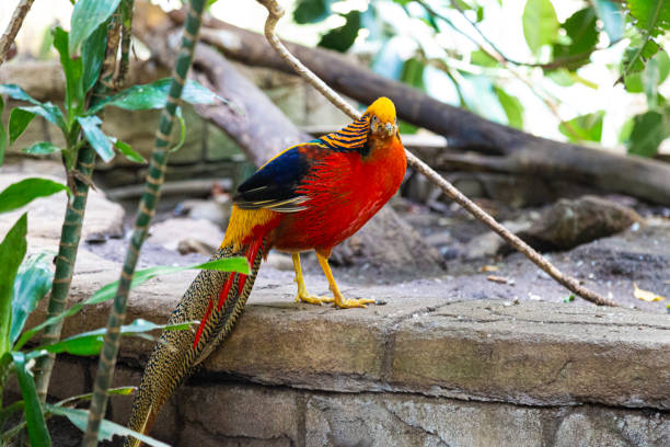 Portrait of colorful golden pheasant. Golden pheasant Chinese pheasant standing on.