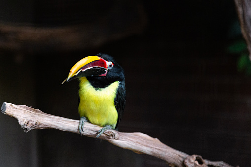 Colorful Toucan Bird Sitting On Tree Branch