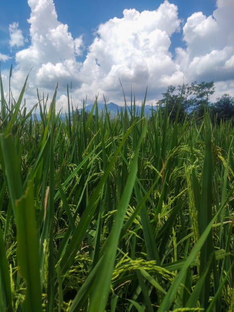 istock The expanse of rice fields is so beautiful to look at 2148228157