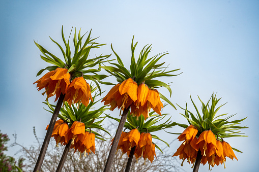 The crown imperial (Fritillaria imperialis) is a plant species from the genus Fritillaria in the lily family (Liliaceae). In parts of Asia it inhabits rocky slopes and bushes at altitudes of 1250 to 3000 m