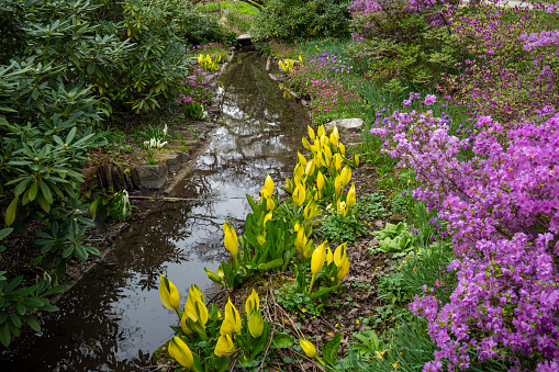 Small, idyllic stream lined with yellow calla lily (Lysichiton americanus) and spring rhododendron (Rhododendron 'Praecox')