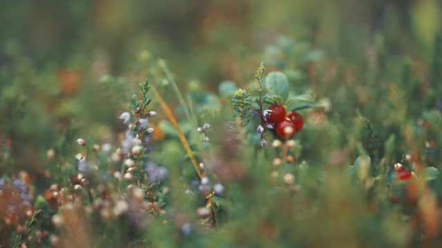 Soft carpet of moss and tiny cranberry shrubs with ripe berries in autumn tundra. Parallax video, bokeh background.