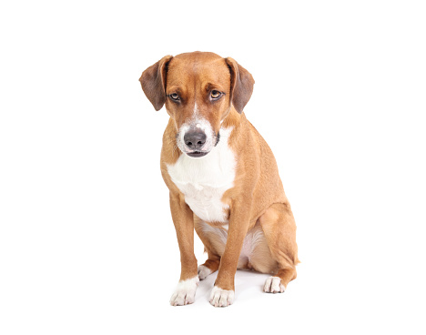 Cute puppy dog with focused or waiting body language. Dog obedience training. 2 years old female harrier mix dog. White background. Selective focus.