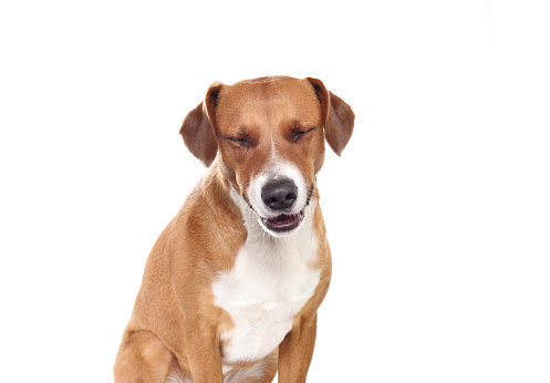 Cute puppy dog with eyes closed and happy body language. Dog making a face. 2 years old female harrier mix dog. White background. Selective focus.