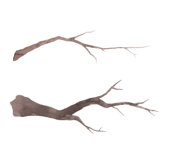 illustrations, cliparts, dessins animés et icônes de un vieil arbre nu, sec, une branche isolée sur un fond blanc, dessinée à la main - tree silhouette branch bare tree