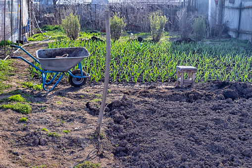 Morning spring time in the village garden in the backyard. The pitchfork is stuck into the soil that has been partially dug up and prepared for planting vegetables. Plantings and household equipment in the background.