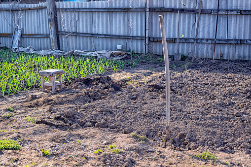 Morning spring time in the village garden in the backyard. The pitchfork is stuck into the soil that has been partially dug up and prepared for planting vegetables. Plantings and household equipment in the background.